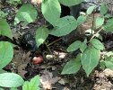 IMG_0130.jpeg