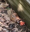 IMG_0129.jpeg