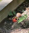 IMG_0128.jpeg