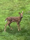 IMG_2985.jpeg