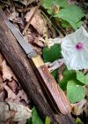 IMG_7141.jpeg