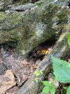 IMG_0158-compressed.jpeg