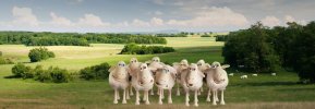 sheep.jpg
