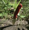 IMG_1394.jpeg