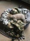 IMG_2491.jpeg
