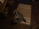 IMG_3251.jpeg