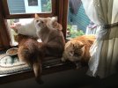 IMG_3234.jpeg