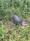 IMG_5811.jpeg