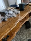 IMG_0978.jpeg