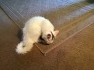 IMG_3282.jpeg