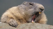 marmot.png