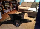 bear 3.jpg