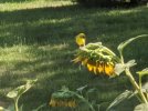 IMG_20200726_175027.jpg