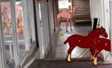 camel unicorne.jpg