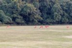 2023-07-28 Deer Herd.jpg
