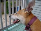 dog.jpg