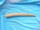Walrus tusk 1.jpg
