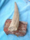 Walrus tusk end 2.jpg