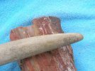 Walrus tusk tip 3.jpg