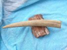 Walrus tusk length w line 4 .jpg