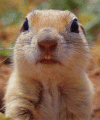 003d0090e8658d160b3a57535f865d68_w200.gif
