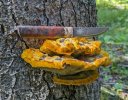Firebug-on-hot-shroom.jpg