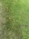 IMG_1316.jpeg