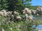 Creeping-thistle-seeding-off.jpg
