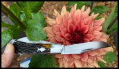 IMG_7550.jpeg