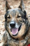 Shep! 3.jpg