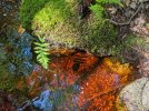 Fern-over-water.jpg