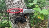 Albatross-and-fist-of-chaga.jpg