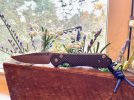 IMG_2938.jpeg