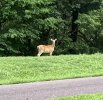 deer 8-8-23  2.JPG