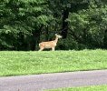 deer 8-8-23  3.JPG