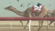 Camel_Racing_with_ROBOT_JOCKEYS_Abu_Dhabi_UAE_001_1.gif