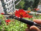 Auxerrois_Zinnia.JPG