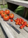 IMG_3379.jpeg