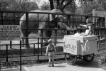 Elefant-fagyi .JPG