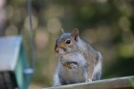 Gray-Squirrel-I.jpg