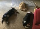 IMG_3372.jpeg