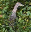Night-Heron A+ (1).jpg