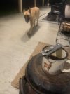 IMG_5937.jpeg
