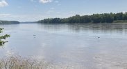 HeronPortland8-16-23 1.JPG