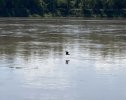 HeronPortland8-16-23 2.JPG