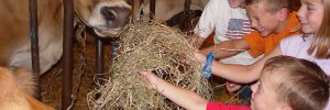 Kids-Feeding-jersey-Cow-youngs-dairy-1200x400.jpg