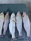 IMG_0086.jpeg
