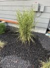 IMG_1108.jpeg