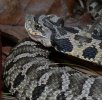 Hognose Snake.jpg