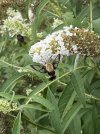IMG_1204.jpg